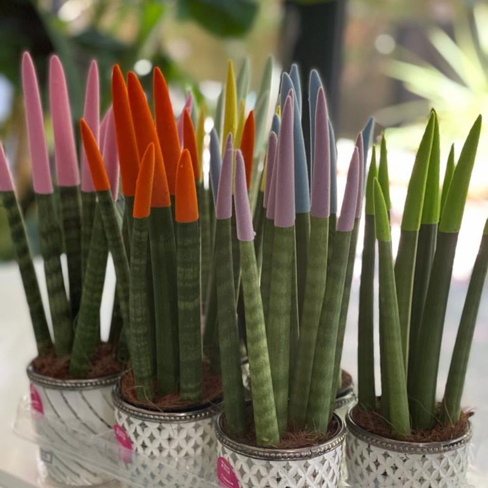 Sansevieria Cylindrica Velvet Touch - Plante D'intérieur Colorée, Pot Décoratif Inclus, 20-40 Cm, Facile D'entretien
